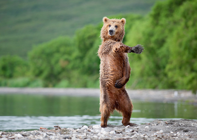 photoBearFoot