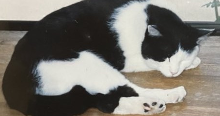 photoshirokuro-tamachan